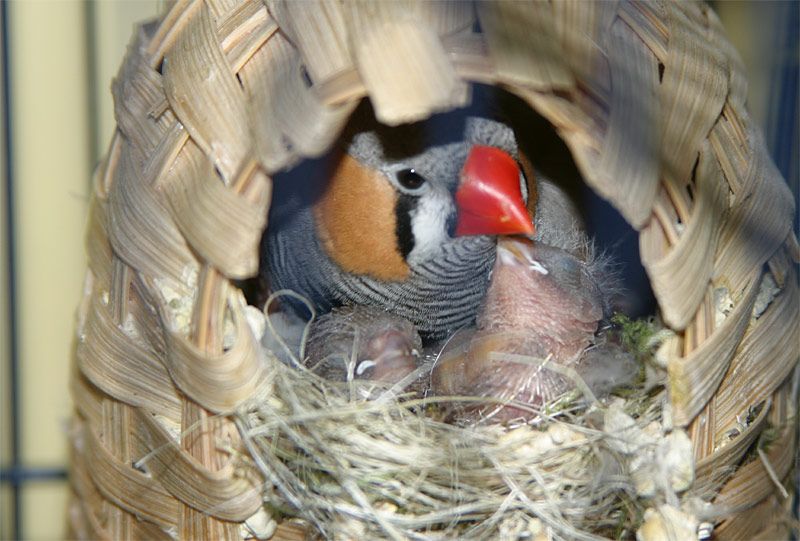 Bébé mandarin : son évolution jour par jour (et que faire s'il est jeté du nid) 2 Bebes mandarins 10jours