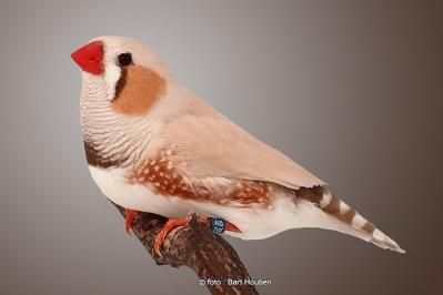 Male diamant mandarin masqué nouveau type brun