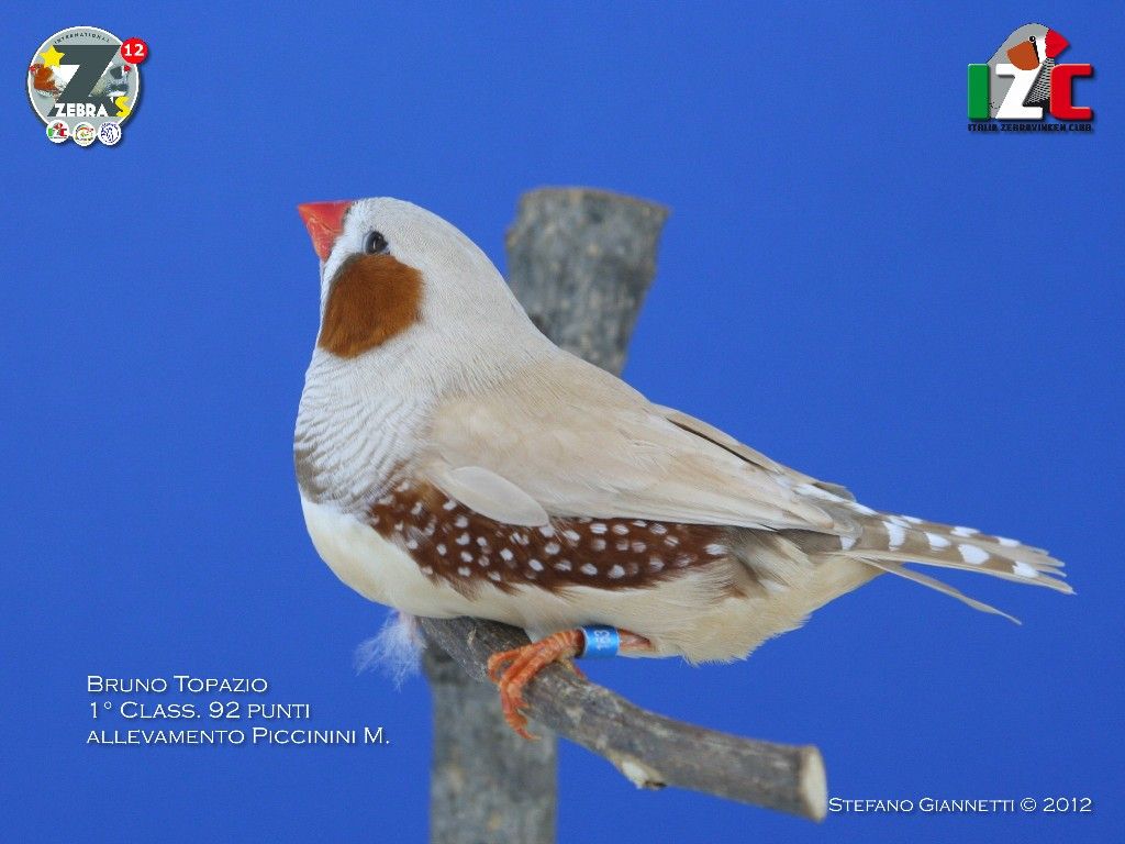 IMG 6223 gabbia 1517 Bruno Topazio maschio 1%C2%B0 Class. 92 punti allevamento Piccinini M.