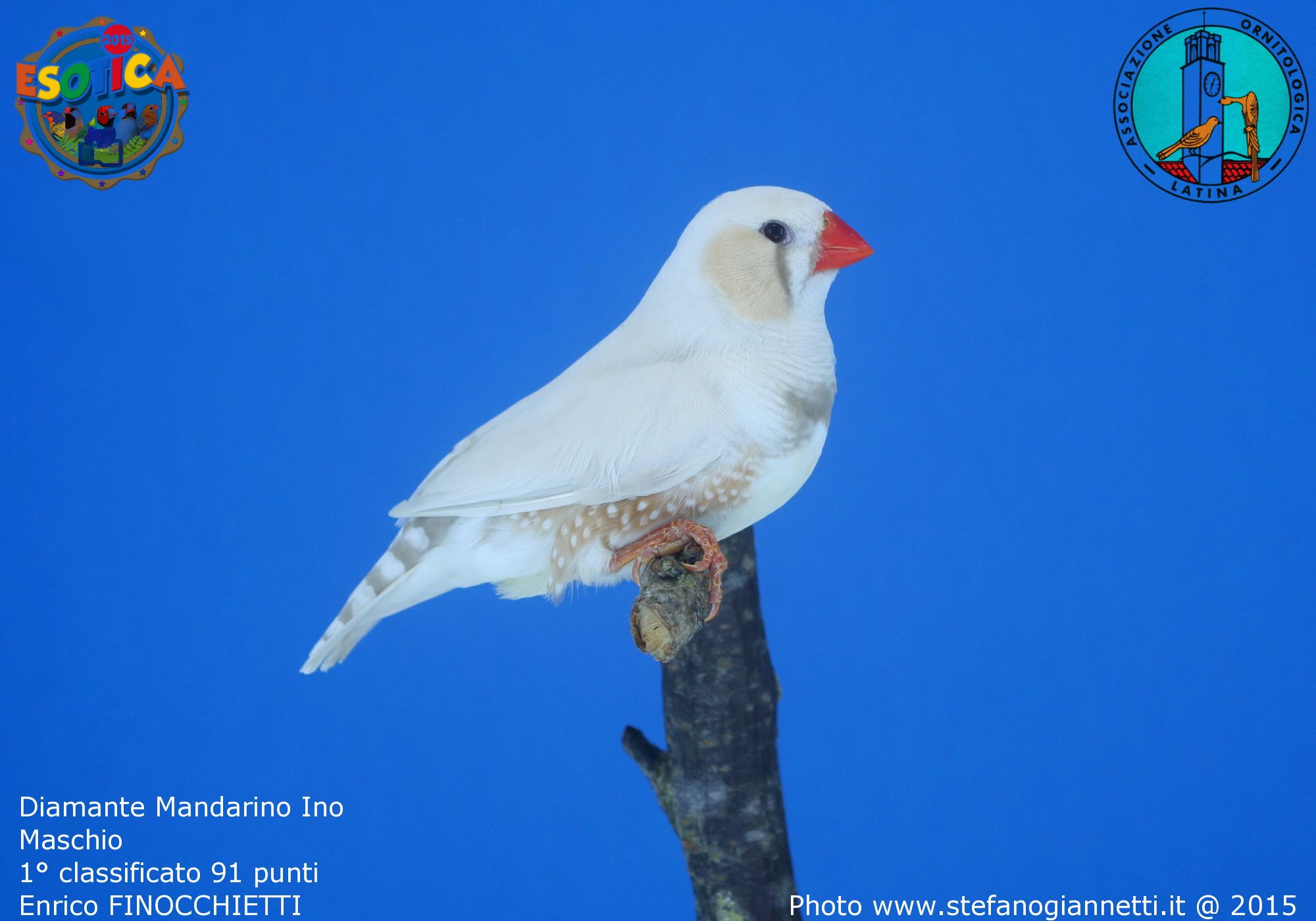IMG 8911 DM INO MASCHIO 1%C2%B0 CL 91 PTI ENRICO FINOCCHIETTI