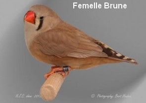 Le diamant Mandarin par Claire Teysseyre 30 Diamant-Mandarin-Femelle-Brune