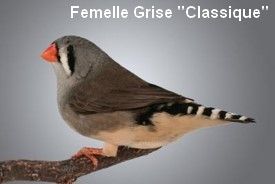 Le diamant Mandarin par Claire Teysseyre 28 Diamant-Mandarin-Femelle-Gris-Classique