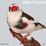 Diamant Mandarin M%C3%A2le Mutation panach%C3%A9 gris CT