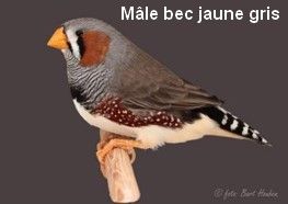 Diamant-Mandarin-Mâle-Bec-jaunes-gris