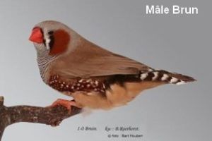 Le diamant Mandarin par Claire Teysseyre 29 Diamant-Mandarin-Mâle-Brun