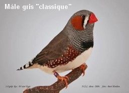 Le diamant Mandarin par Claire Teysseyre 27 Diamant-Mandarin-Mâle-Gris-Classique