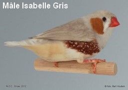 Le diamant Mandarin par Claire Teysseyre 36 Diamant-Mandarin-Mâle-Isabelle-Gris