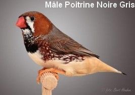 Le diamant Mandarin par Claire Teysseyre 40 Diamant-Mandarin-Mâle-Poitrine-noire-Gris