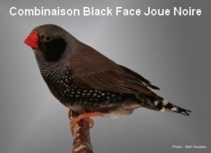 Le diamant Mandarin par Claire Teysseyre 44 Diamant-Mandarin-Mâle-black-face-Joues-Noires-CT