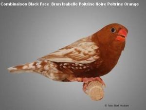 Le diamant Mandarin par Claire Teysseyre 46 Diamant-Mandarin-Mâle-black-face-brun-poitrine-noire-poitrine-orange