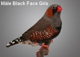 Le diamant Mandarin par Claire Teysseyre 37 Diamant-Mandarin-Mâle-black-face-gris