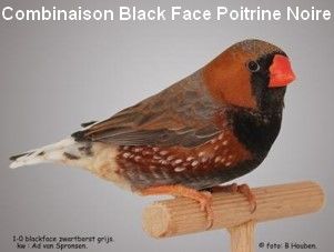 Le diamant Mandarin par Claire Teysseyre 45 Diamant-Mandarin-Mâle-black-face-poitrine-noire