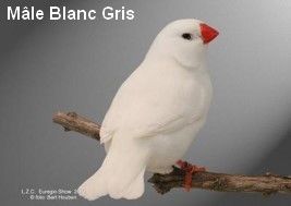 Diamant-Mandarin-Mâle-blanc-gris