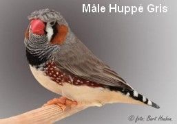 Le diamant Mandarin par Claire Teysseyre 38 Diamant-Mandarin-Mâle-hupé-gris