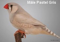 Le diamant Mandarin par Claire Teysseyre 39 Diamant-Mandarin-Mâle-pastel-gris