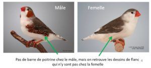 Le diamant Mandarin par Claire Teysseyre 33 Diamant-Mandarin-couple-dimorphisme-poitrine-blanche