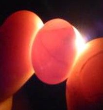 Femelle diamant mandarin « enceinte » : quels sont les vrais signes de ponte imminente ? 4 Œufs de diamant mandarin fécondés dans le nid