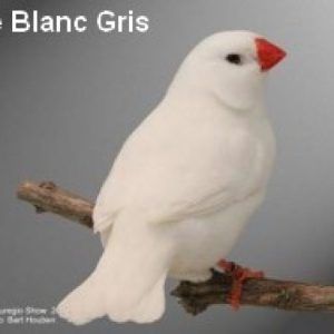 cropped Diamant Mandarin Male blanc gris CT