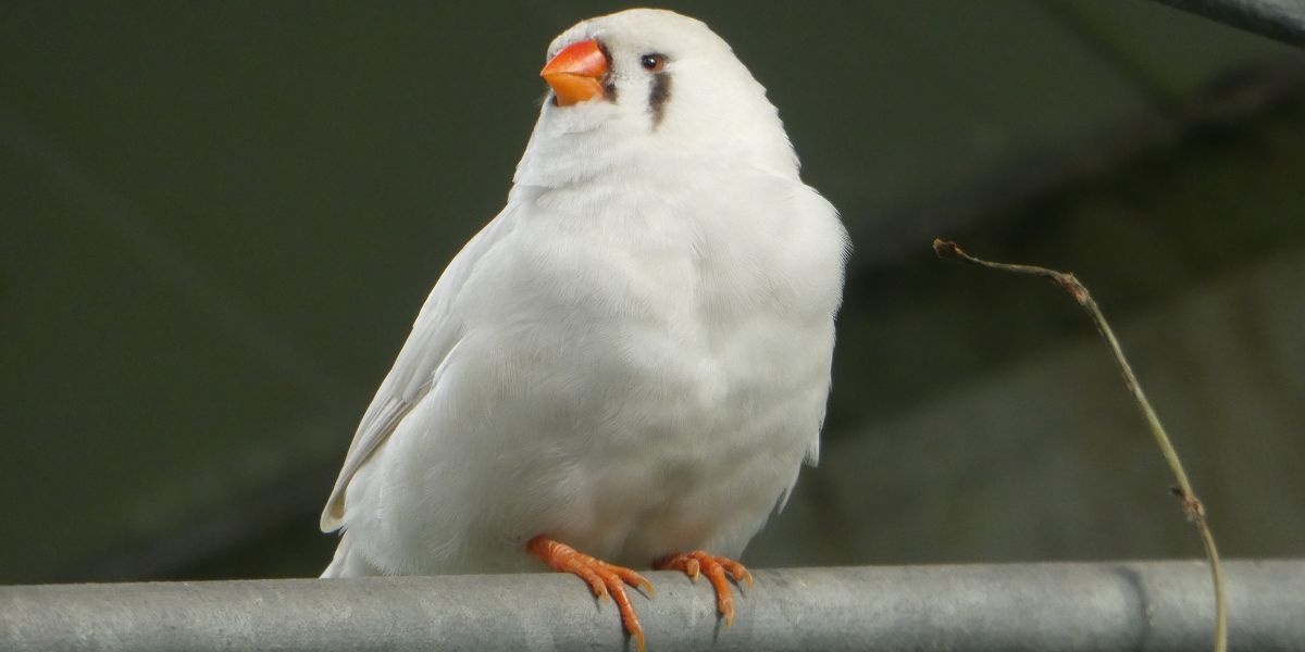 Le Diamant Mandarin : Mon Petit Compagnon à Plumes 8 Mon diamant mandarin préféré, Piou-Piou