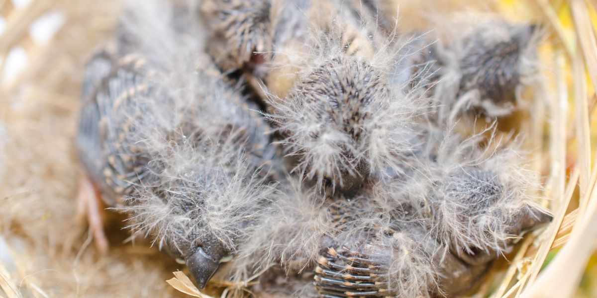 Le Diamant Mandarin : Mon Petit Compagnon à Plumes 7 Mes diamants mandarins adorés dans leur nid douillet