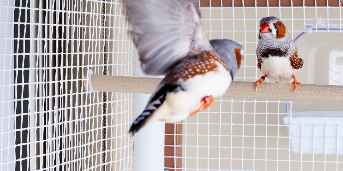 diamants mandarins en cage