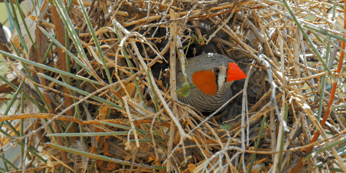 diamant mandarin dans son nid