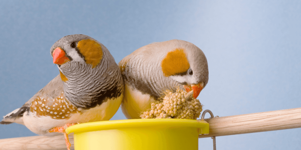 Comment les mandarins font leurs nids ? Le Diamant Mandarin