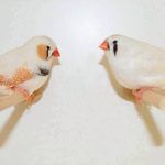 Couple diamants mandarins blanc masque