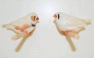 couple mandarin masqué blanc