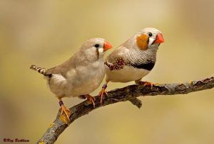 couple diamant mandarin brun
