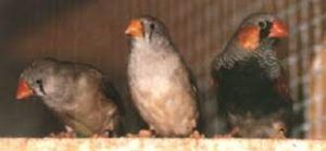 Couple diamant mandarins face noire