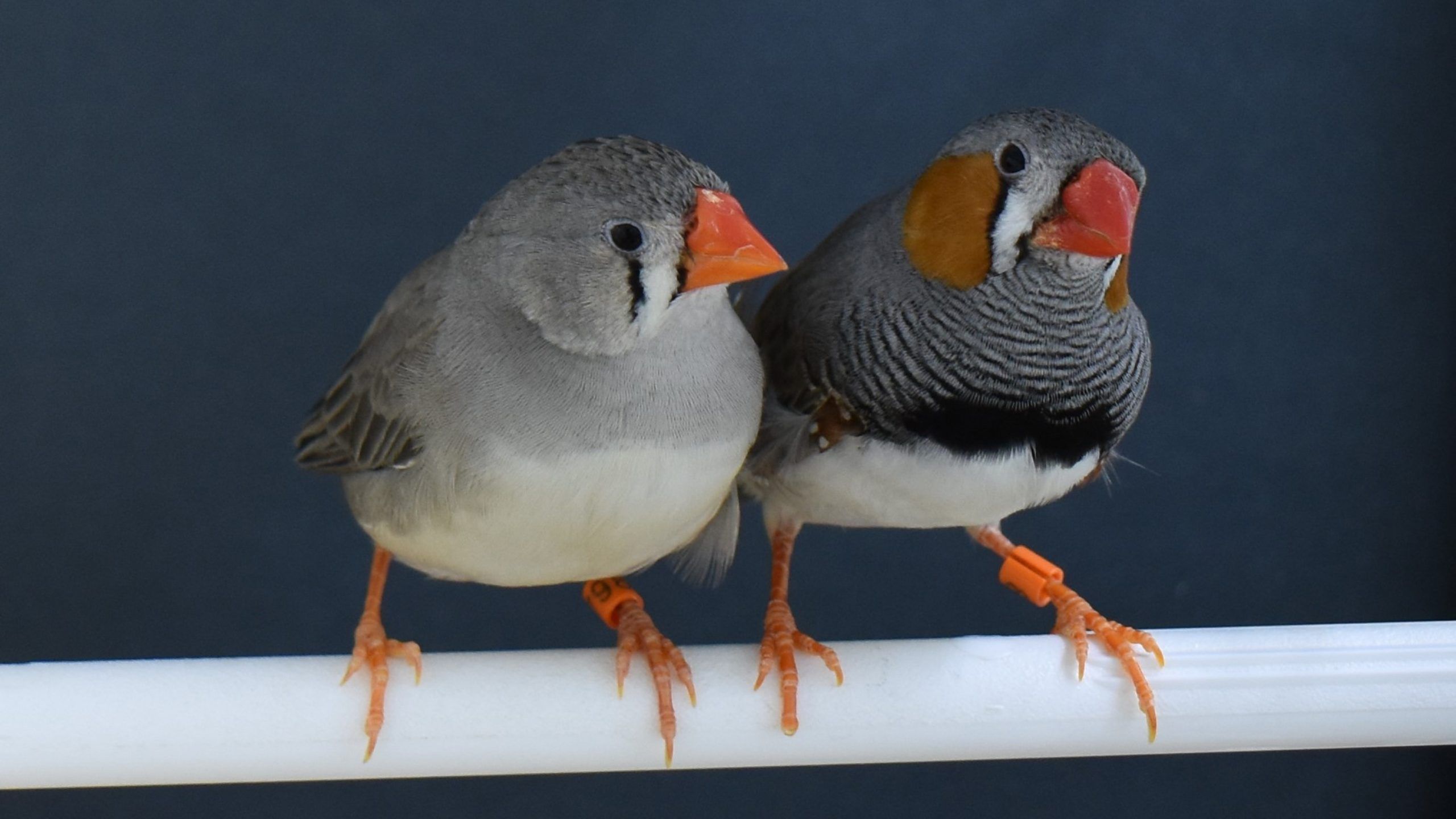 Combien de diamants mandarins dans une cage ? Le guide des bonnes dimensions 3 Couple de diamants mandarins gris perchés côte à côte