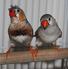 couple diamant mandarin hupé
