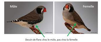 Couple diamants mandarins joues noires