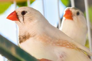 couple diamant mandarin pastel