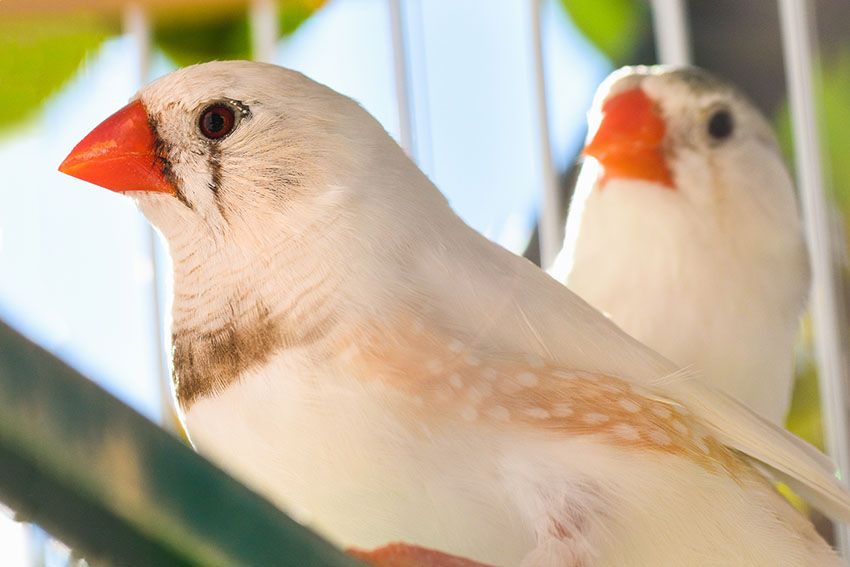 couple diamant mandarin pastel