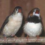 Couple diamants mandarins poitrines noires