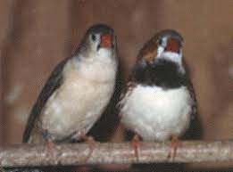 Couple diamant mandarins poitrine noire