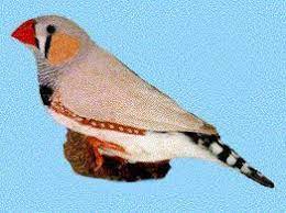 Made diamant mandarin dos pale