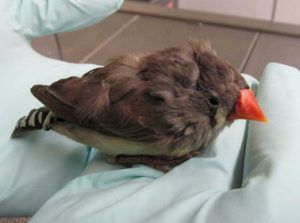Femelle diamant mandarin malade
