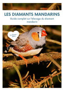Guide Expert du Diamant Mandarin