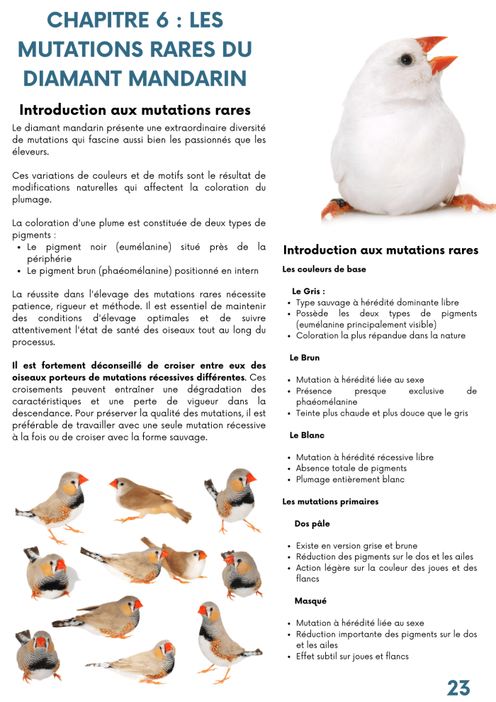 les mutations rares du diamant mandarin