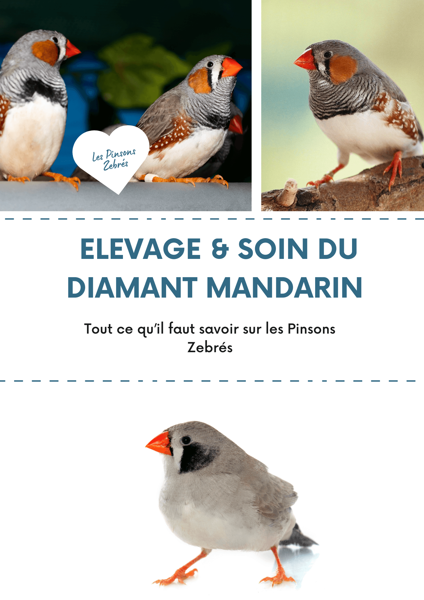 Guide Diamant Mandarin