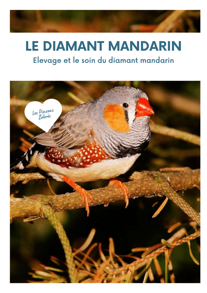Guide Elévage et soin du Diamant Mandarin