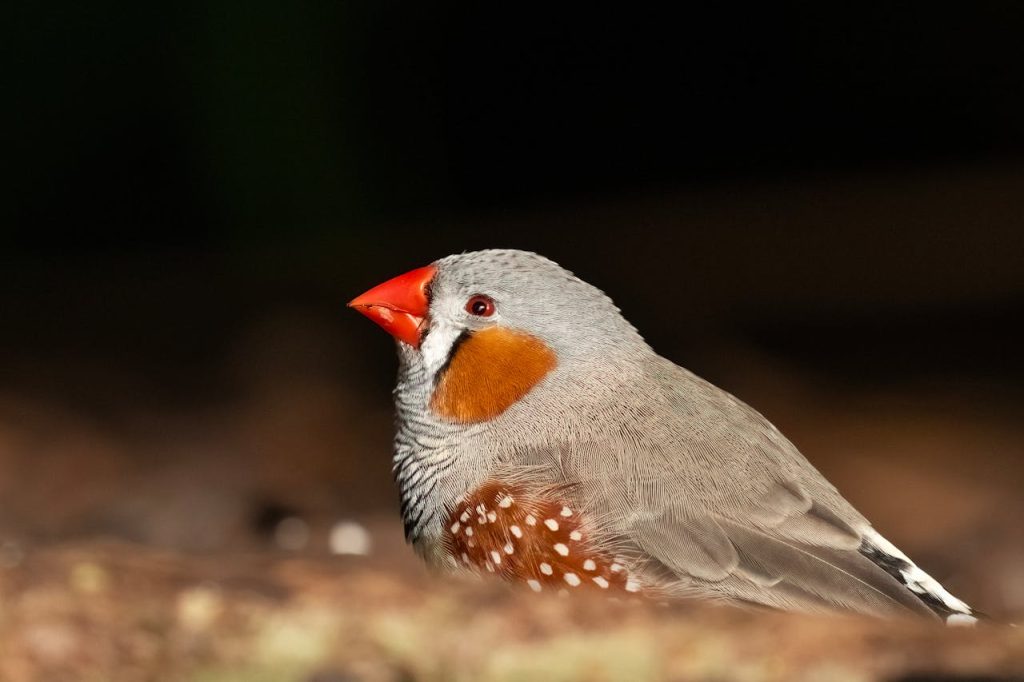 A detailed close-up of an Australian zebra finch (Taeniopygia guttata) in Auckland, captured in natural light.