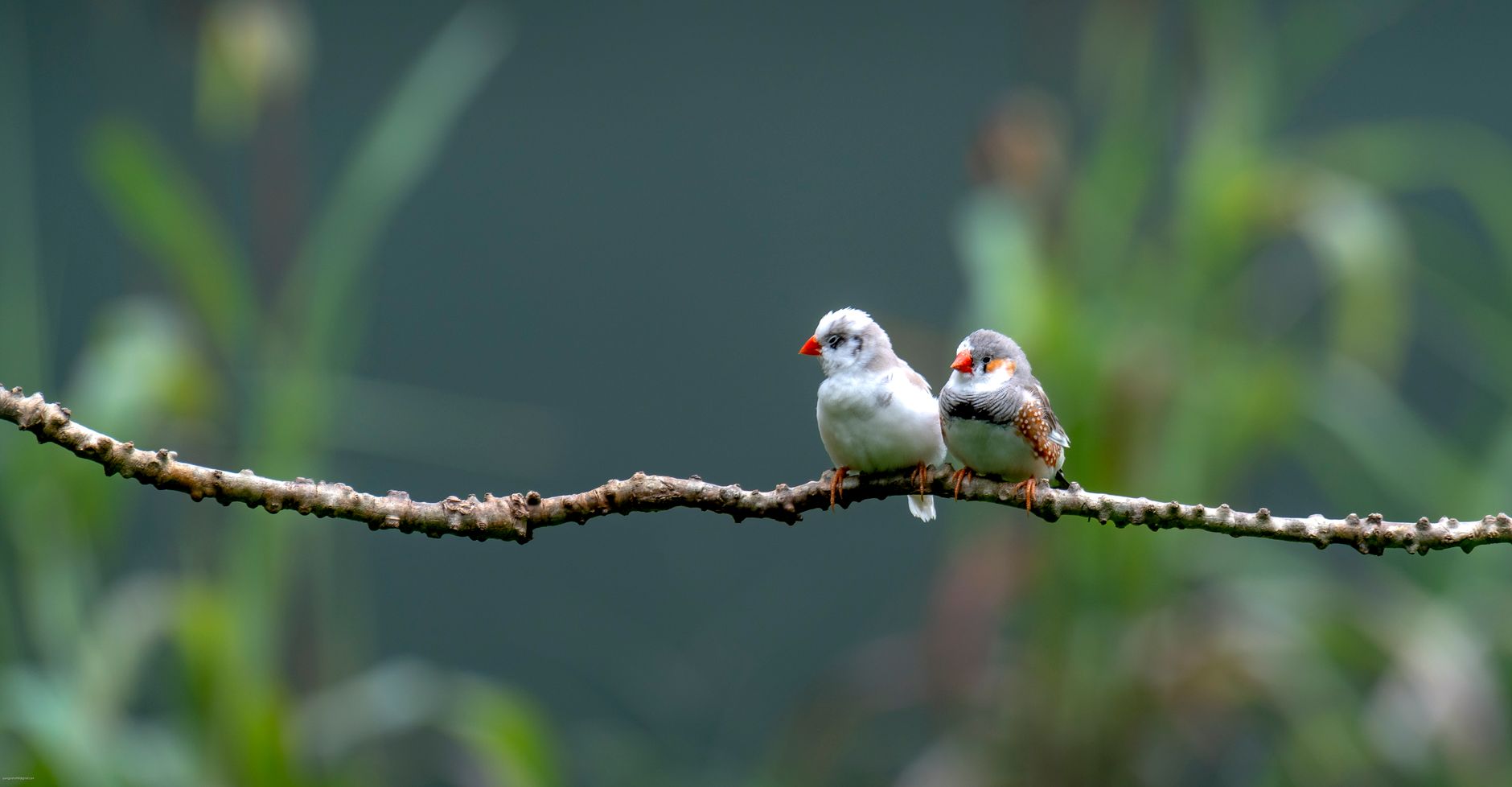 Œufs de mandarin : ponte, couvaison, éclosion — tous les délais 3 Couple de diamants mandarins pendant la période de reproduction