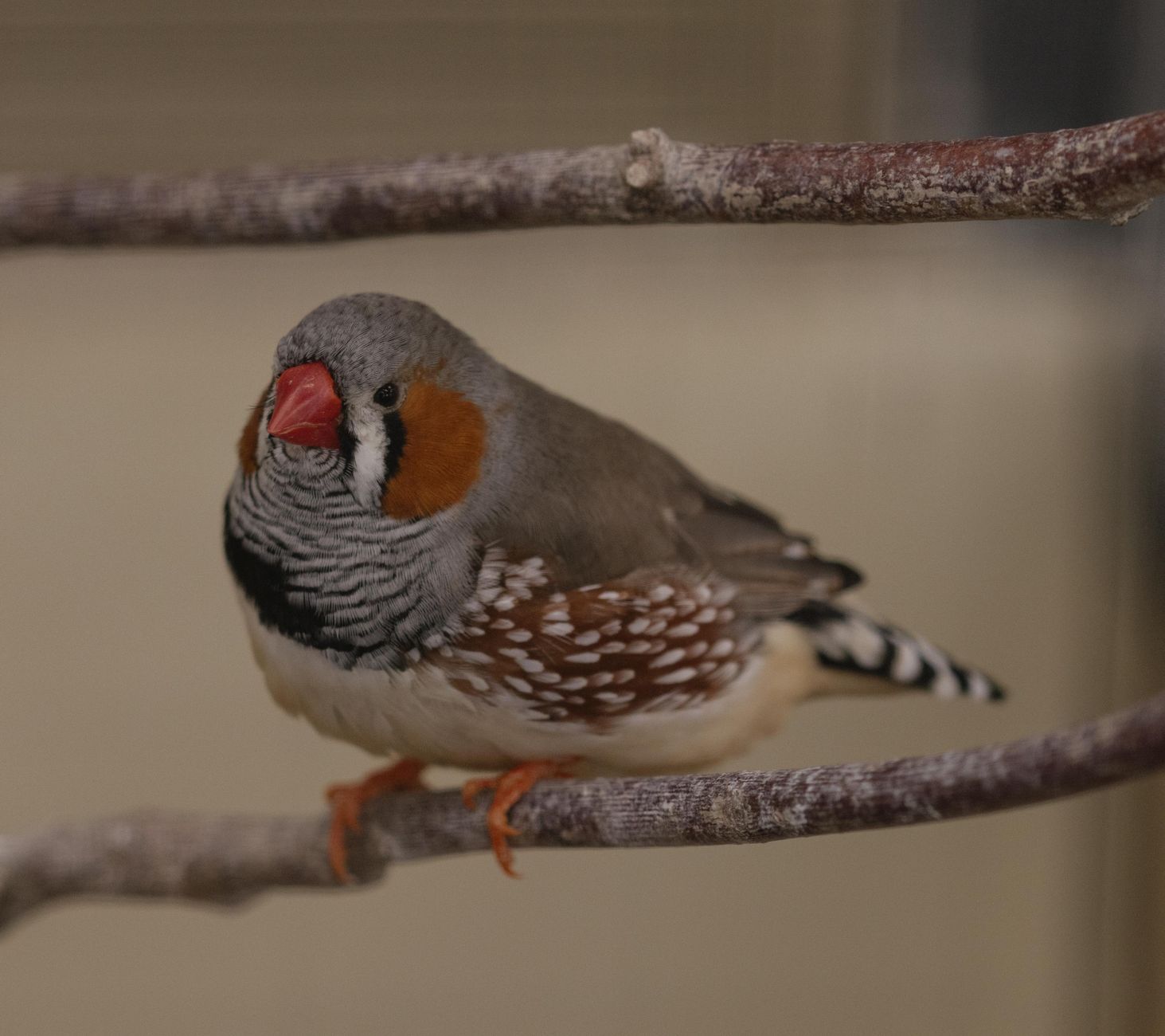 Chant et cris du diamant mandarin : que signifient-ils ? 2 Mâle diamant mandarin sur une branche, joues orangées et bec rouge, l'oiseau chanteur typique de l'espèce