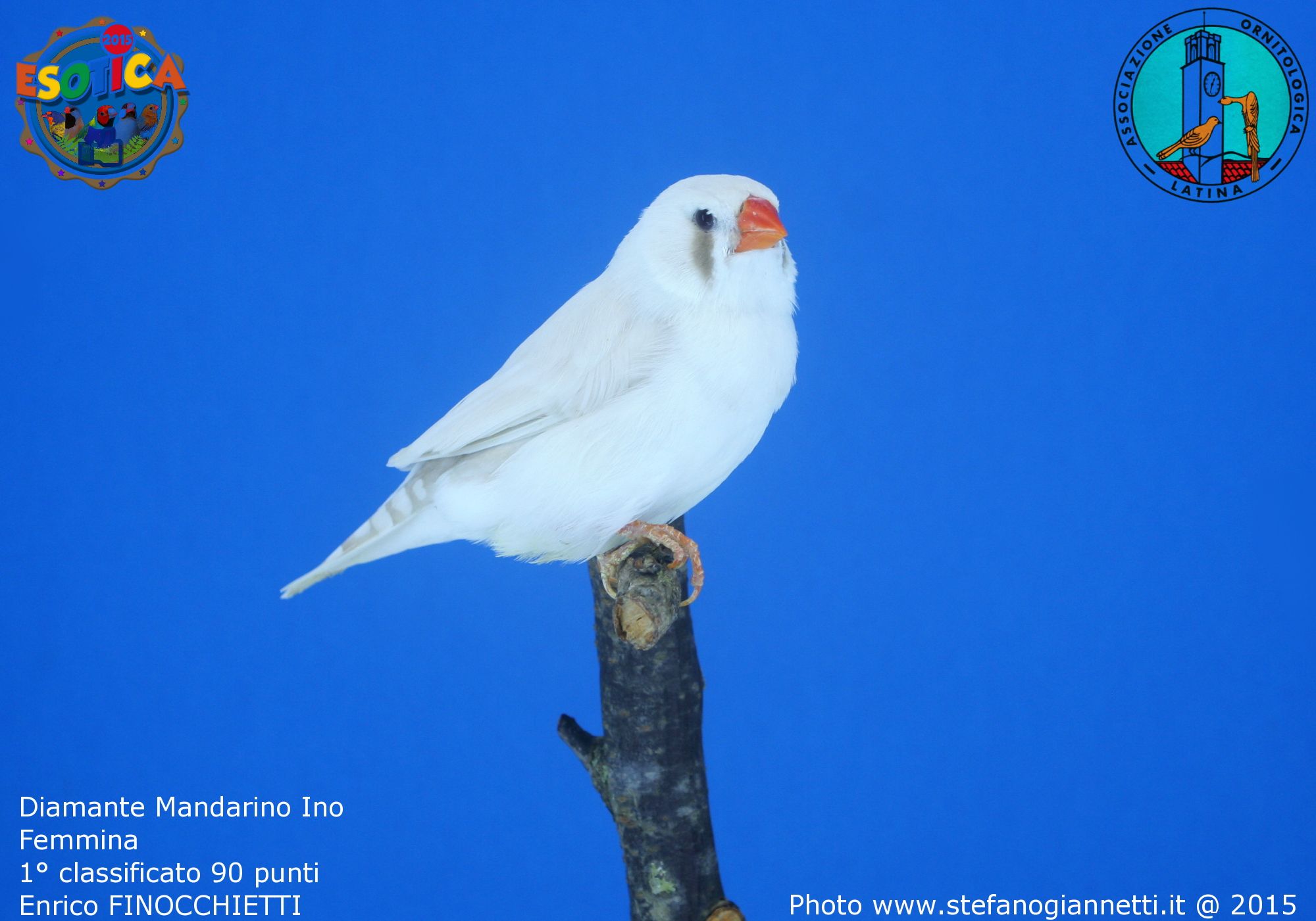 Diamant mandarin ino, plumage blanc très dilué et yeux clairs, mutation rare