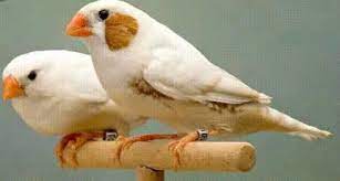 Couple de diamants mandarins isabelle, plumage clair dilué et joues orangées