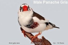 Diamant mandarin mâle panaché gris, plumage marbré de zones blanches irrégulières